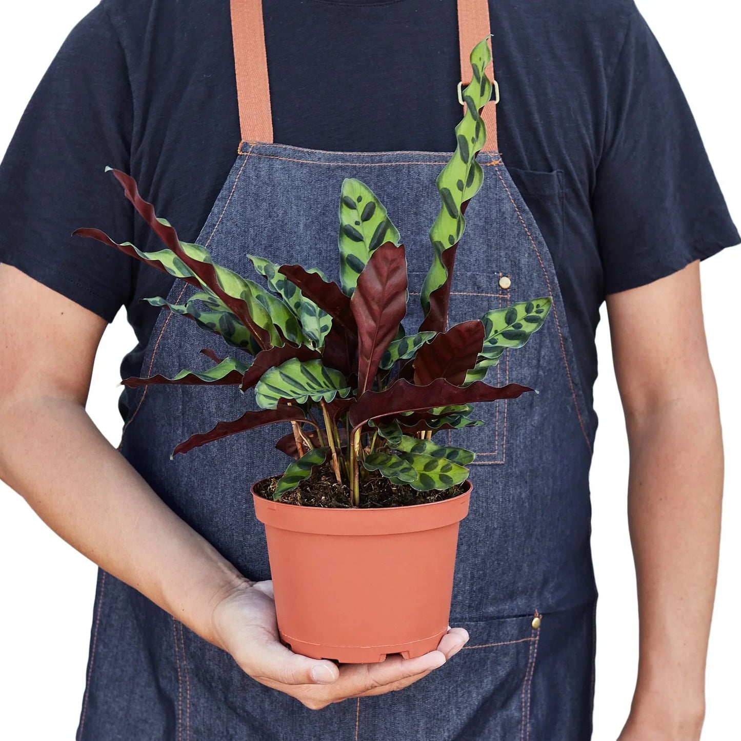 Calathea Rattlesnake Plant 6 in Pot