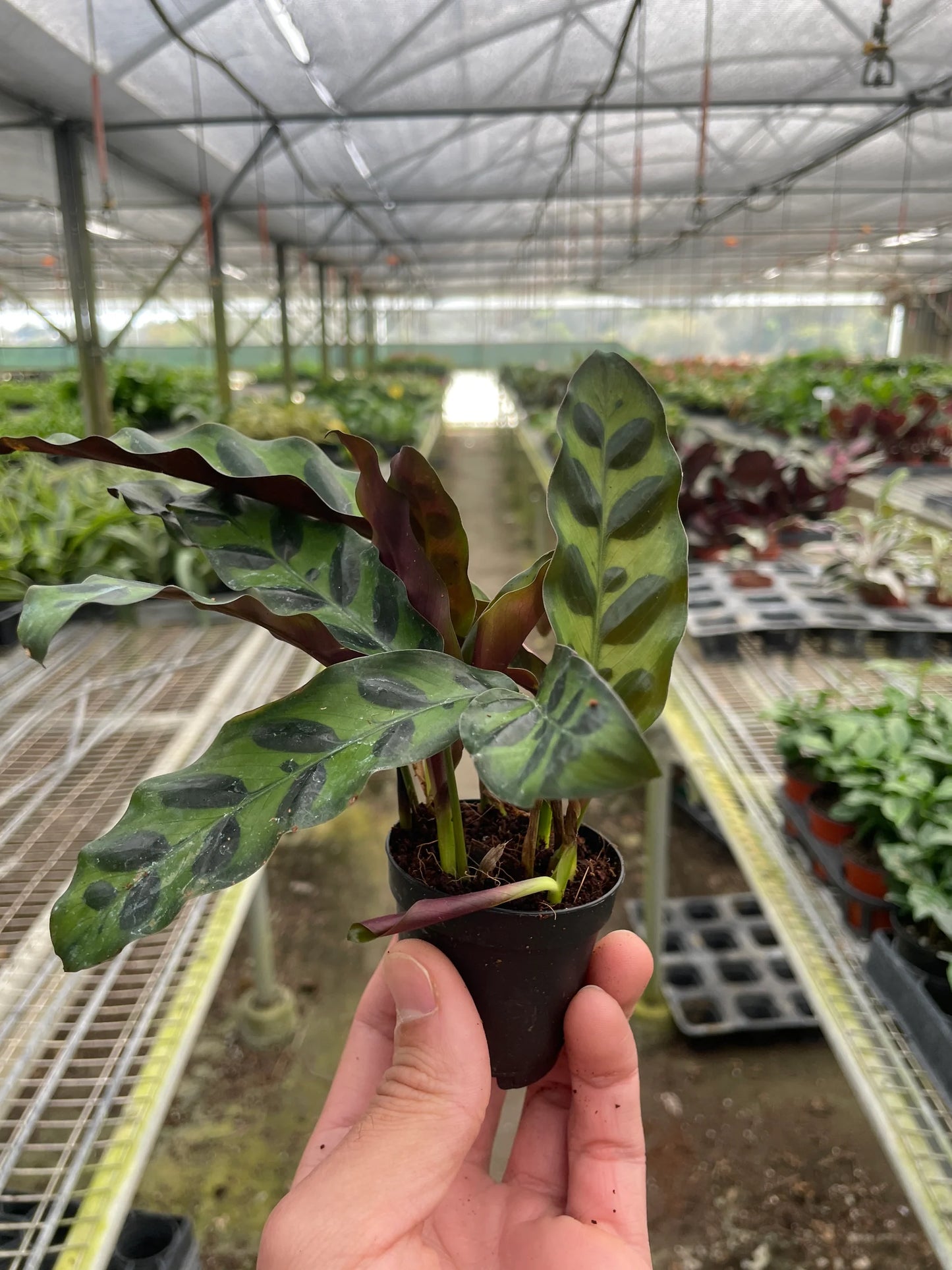 Calathea Rattlesnake Plant 2"