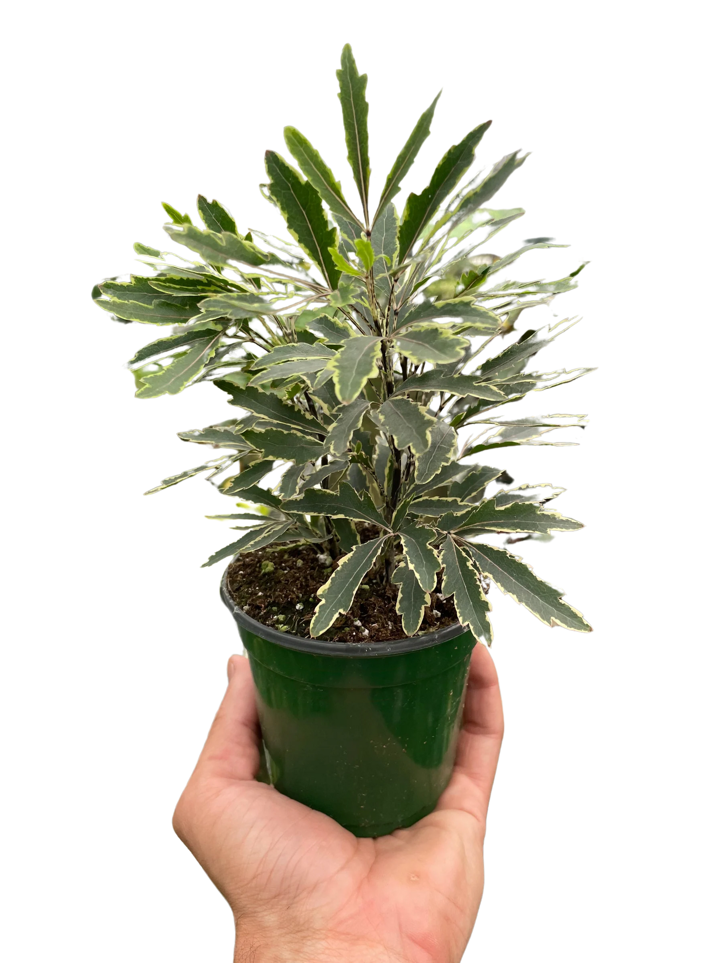 Aralia 'Bianca' 3 in Pot