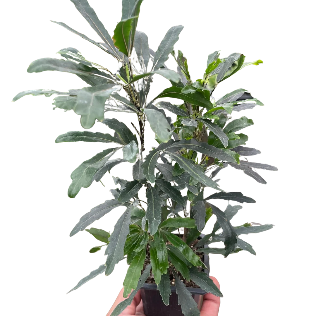Aralia 'Green' 3 in Pot