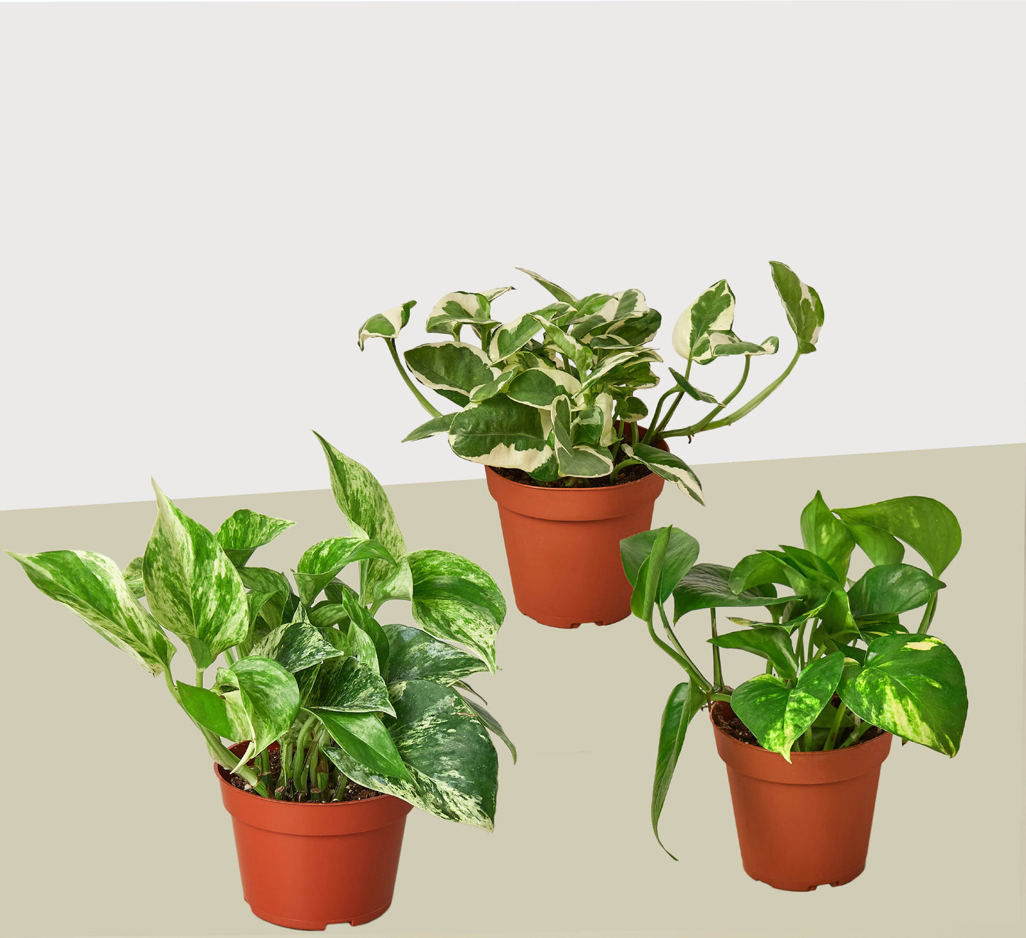 3 Pothos Variety Pack 4" Pot