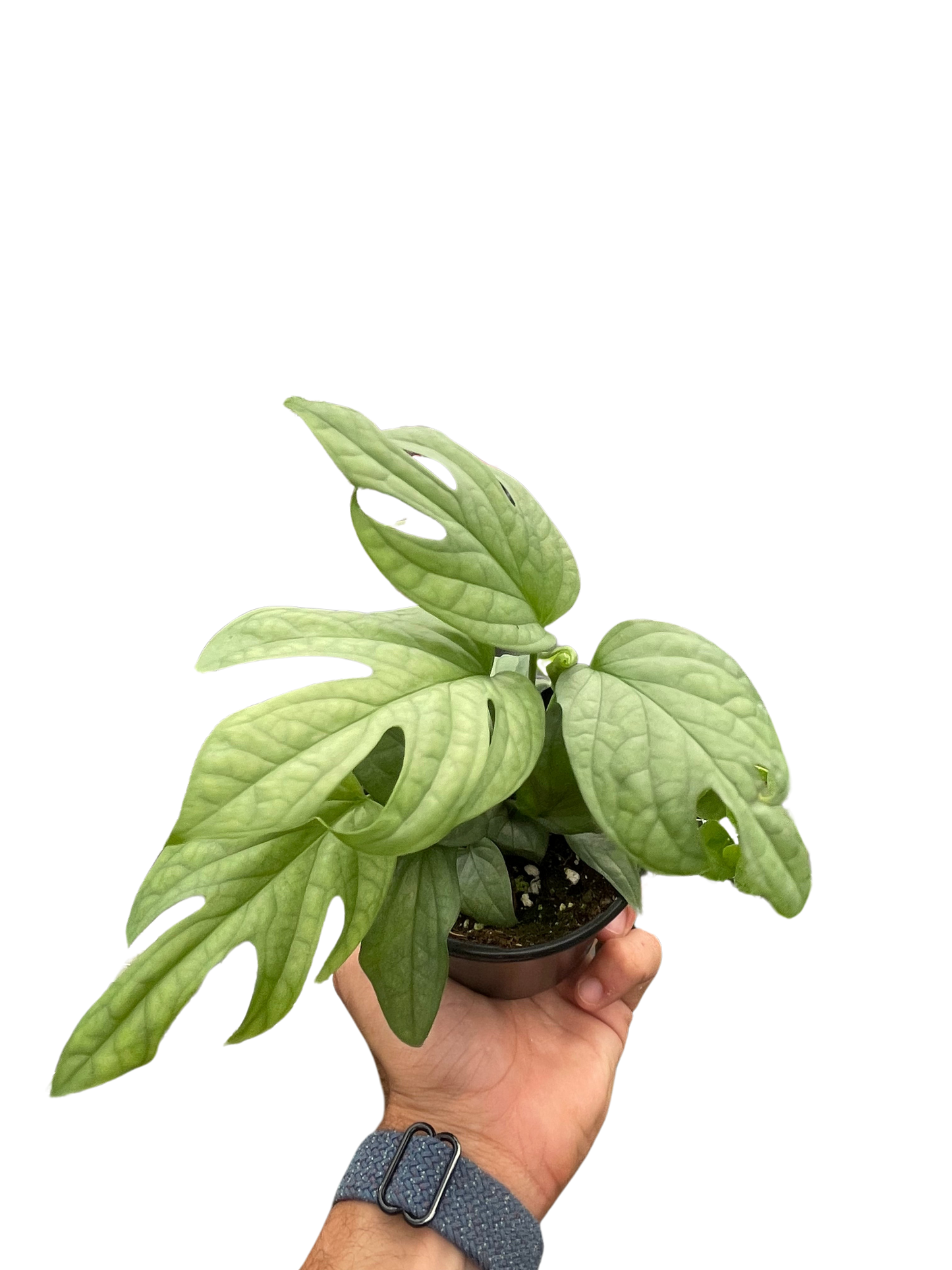Amydrium 'Silver' (Spiderman Monstera)
