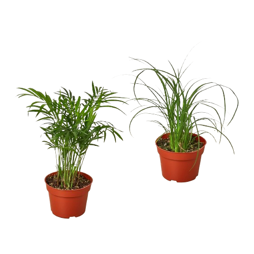 2 Palm Variety Pack 4" Pots