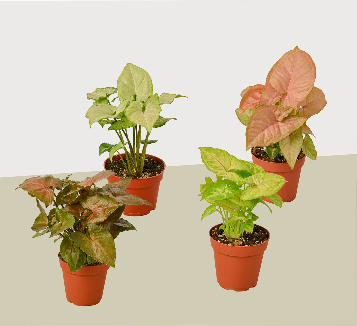 4 Different Syngonium Plants - Arrowhead Plants 4" Pots