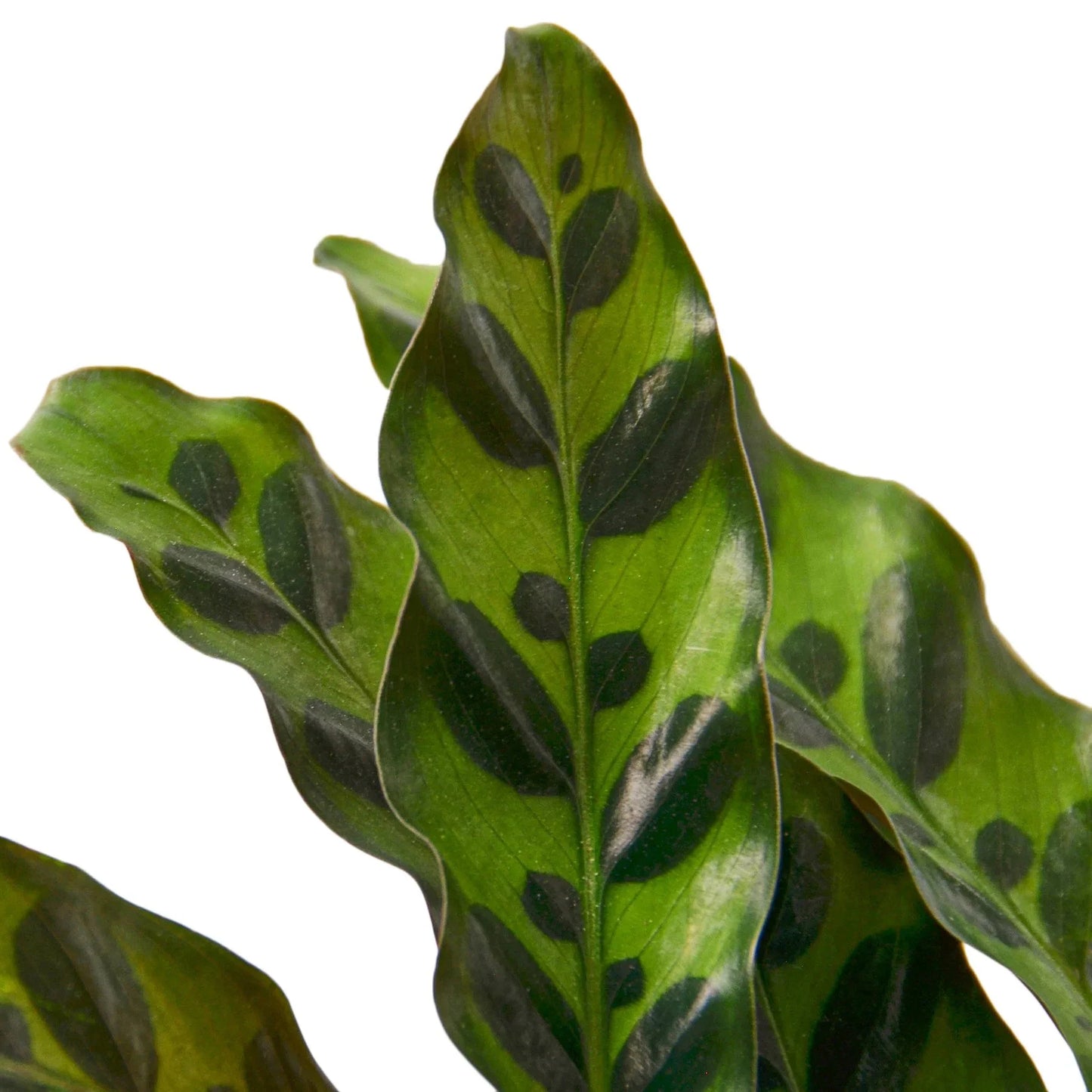Calathea Rattlesnake Plant 6 in Pot