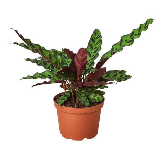 Calathea Rattlesnake Plant 6 in Pot