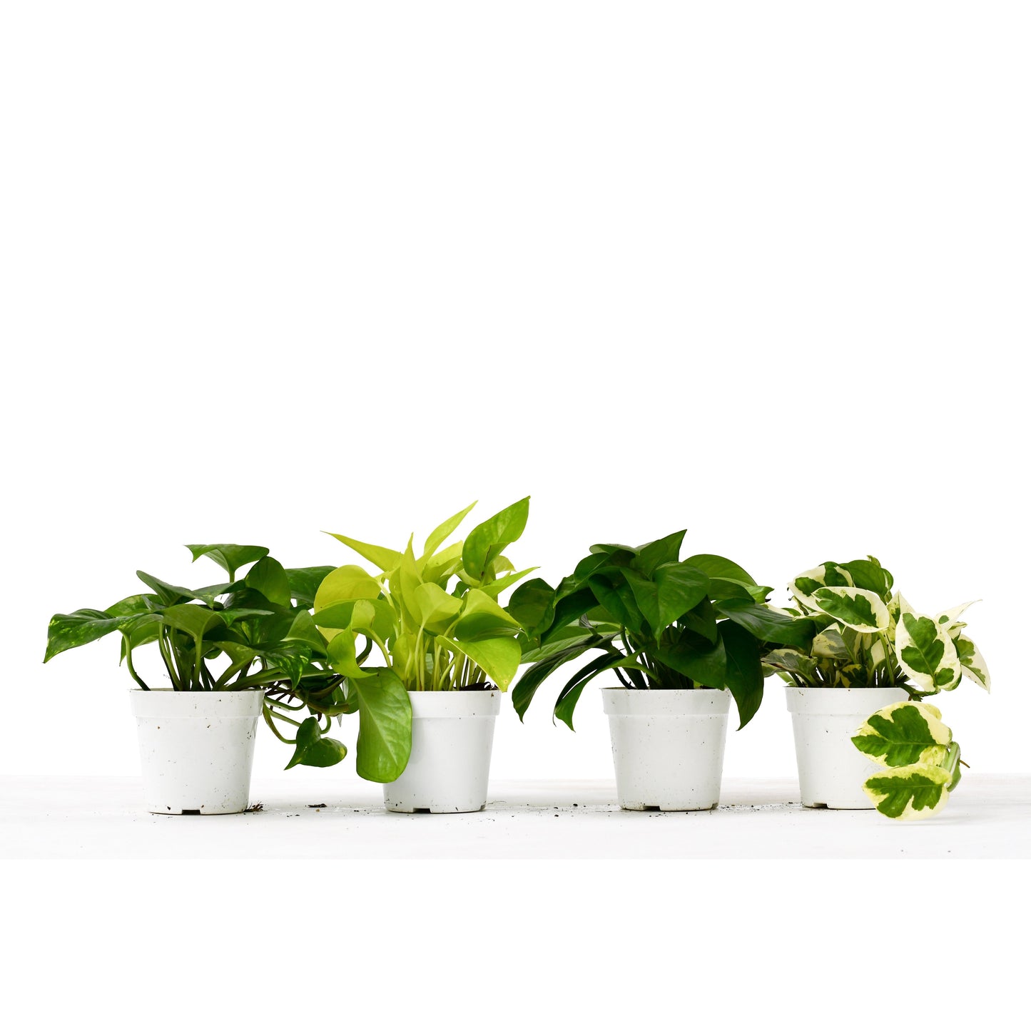 4 Different Pothos Plants in 4" Pots