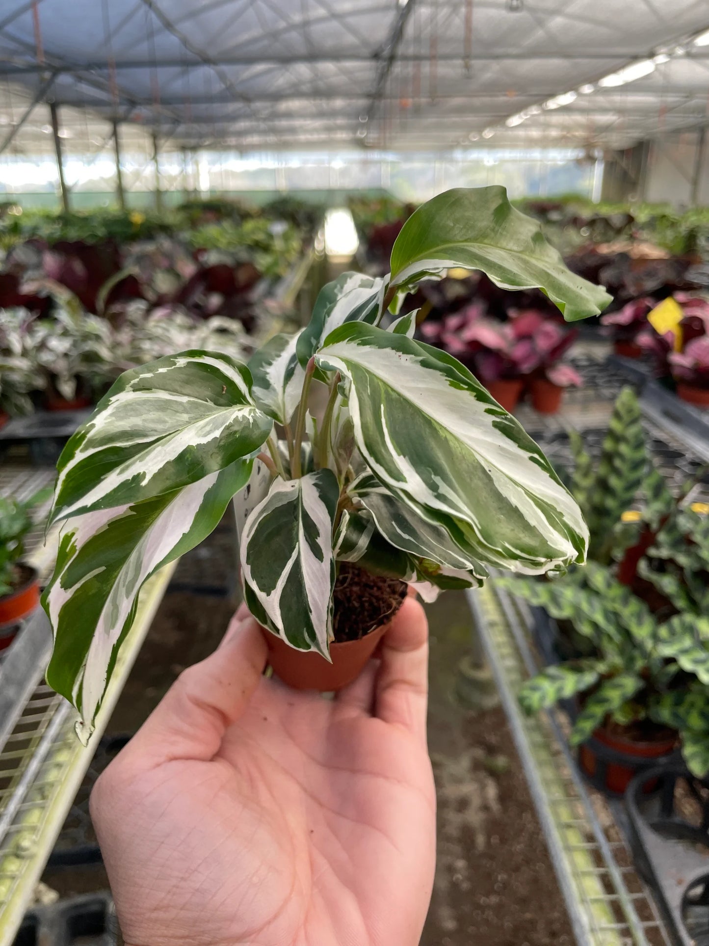 Calathea White Fusion 2 in Pot