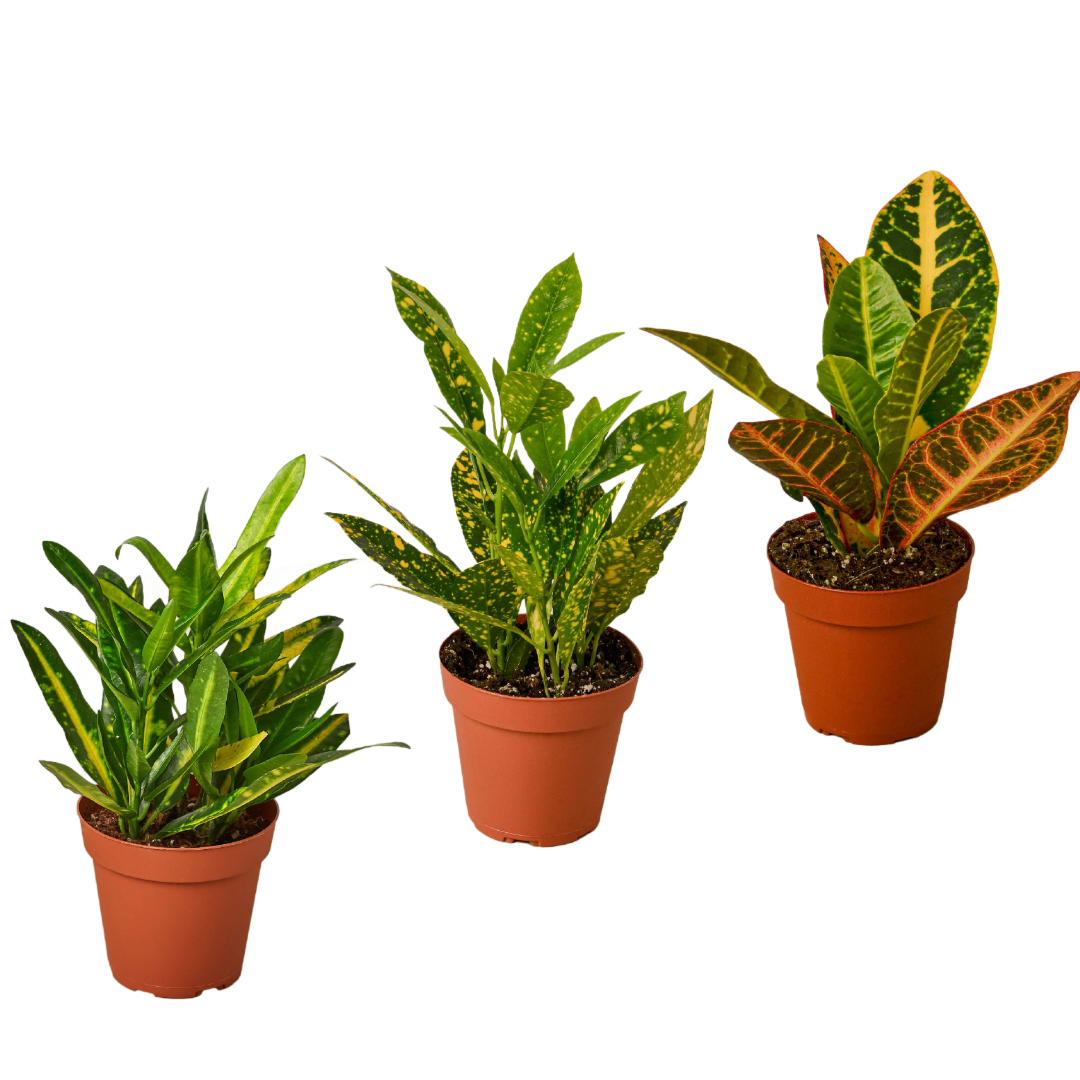 3 Croton Variety Pack / 4" Pot