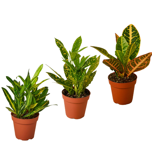 3 Croton Variety Pack / 4" Pot