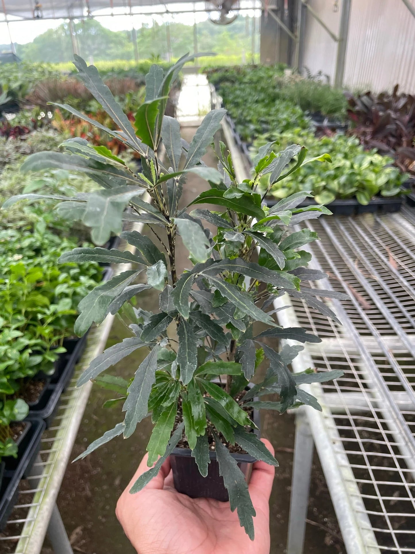 Aralia 'Green' 3 in Pot