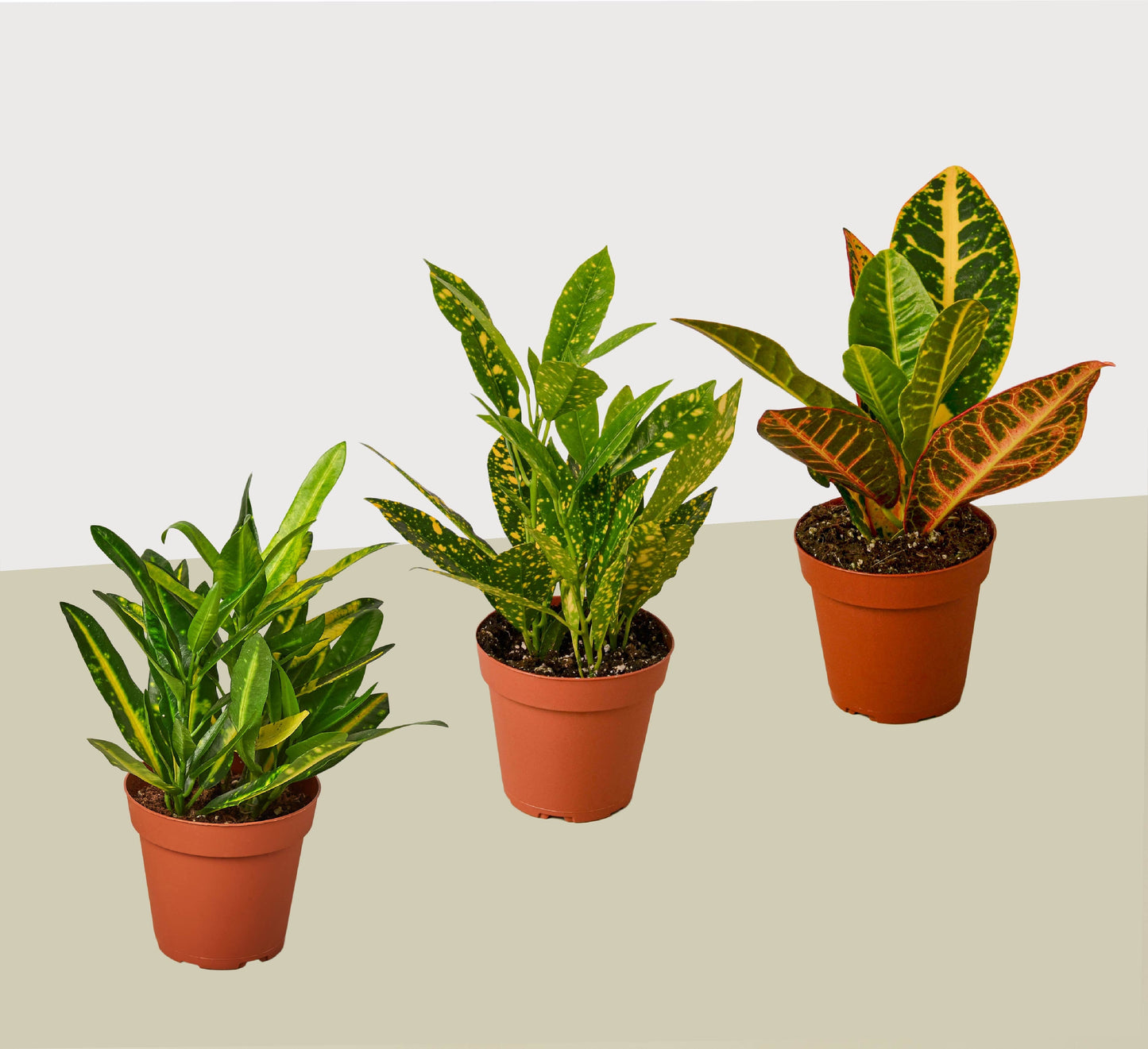 3 Croton Variety Pack / 4" Pot