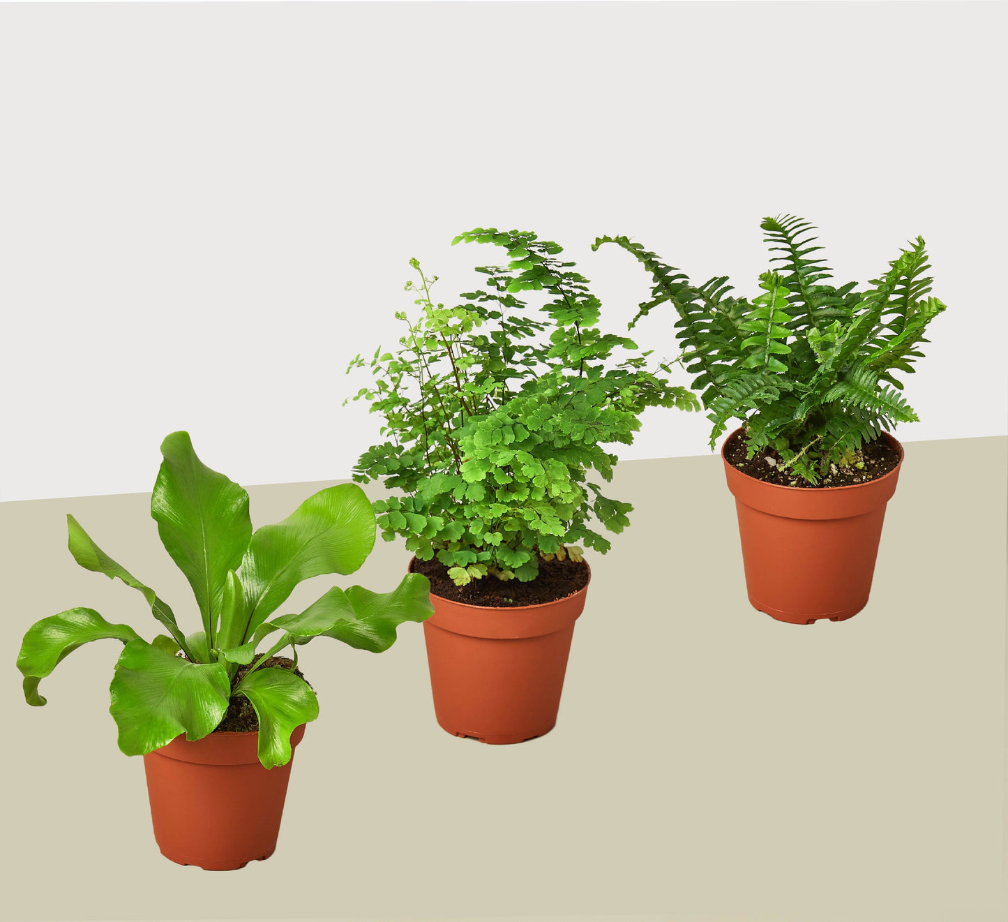 3 Fern Variety Pack 4" Pot