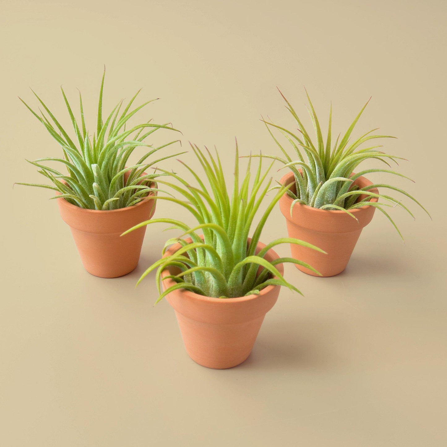 3 Ionantha Air Plants with Minni Terre Cotta Pots