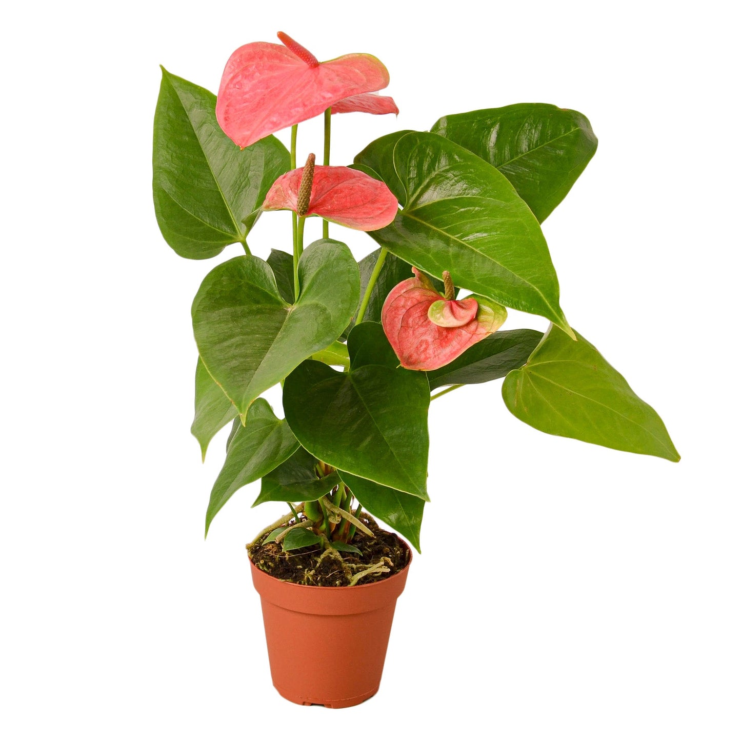 Anthurium 'Pink'