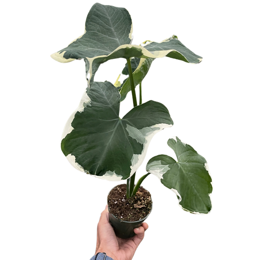 Alocasia 'Mickey Mouse' (Xanthosoma sagittifolium 'Variegatum Monstrosum')