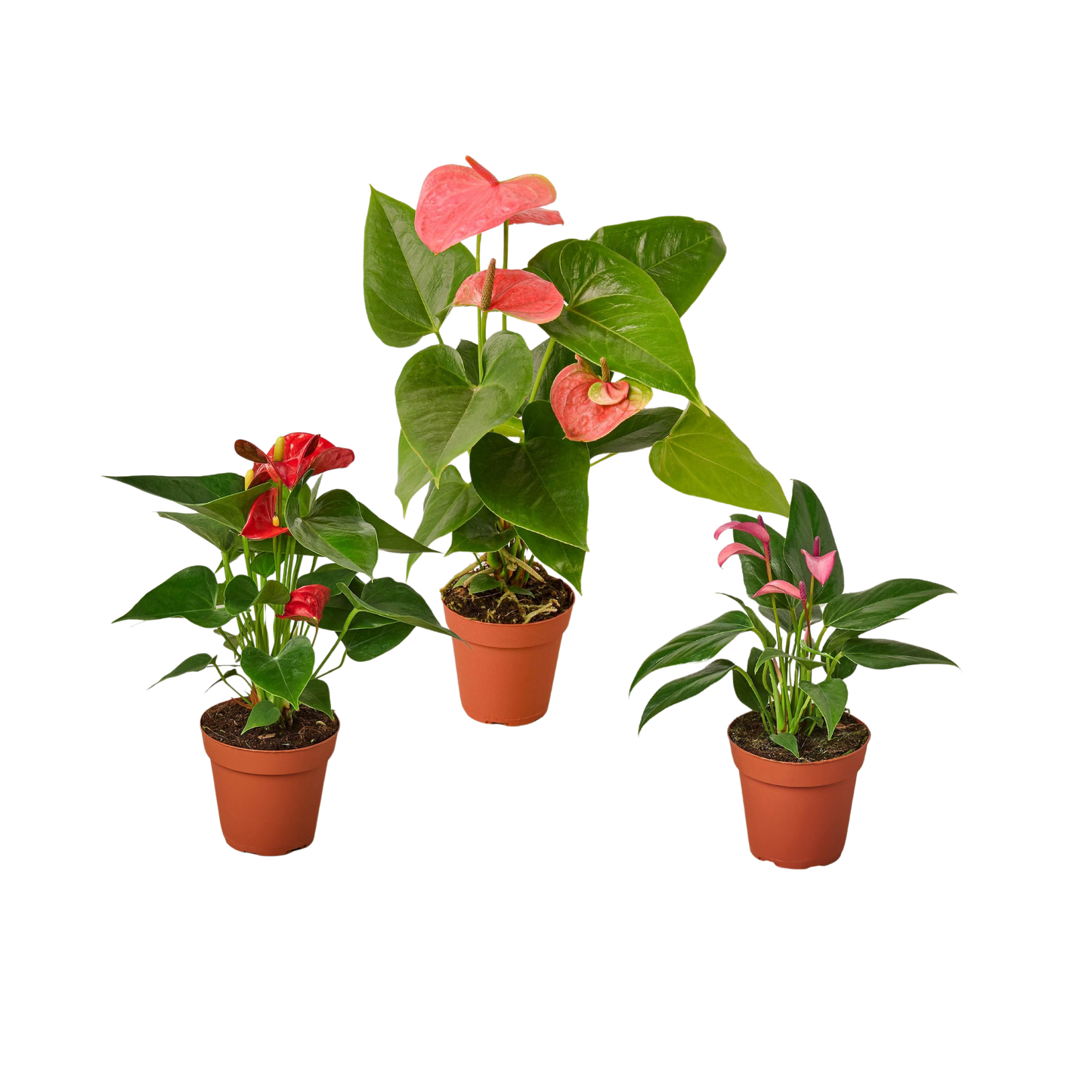 3 Anthurium Variety Pack- All Different Colors - 4" Pots