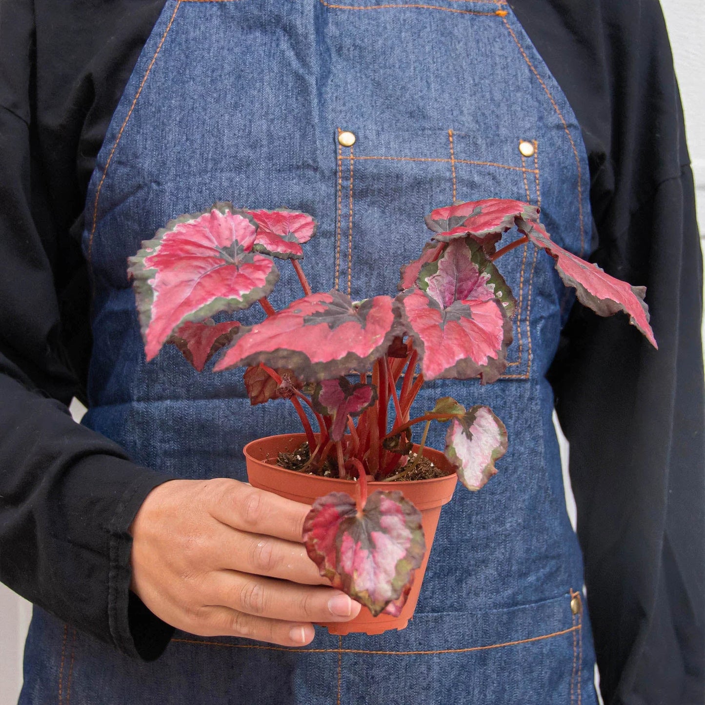 Begonia 'Rex' - 4 Pack Variety