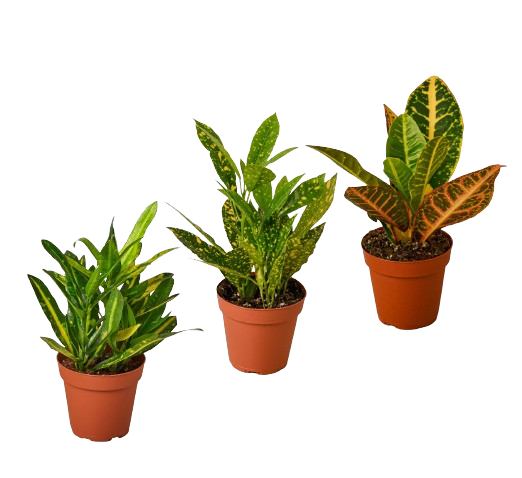 3 Croton Variety Pack / 4" Pot