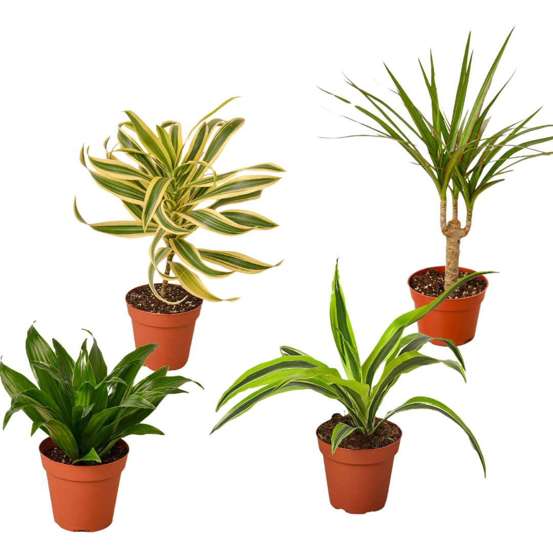 4 Different Dracaenas Variety Pack 4" Pot