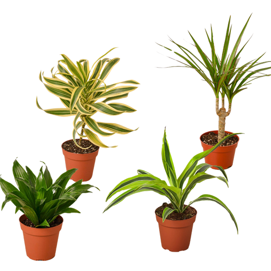 4 Different Dracaenas Variety Pack 4" Pot