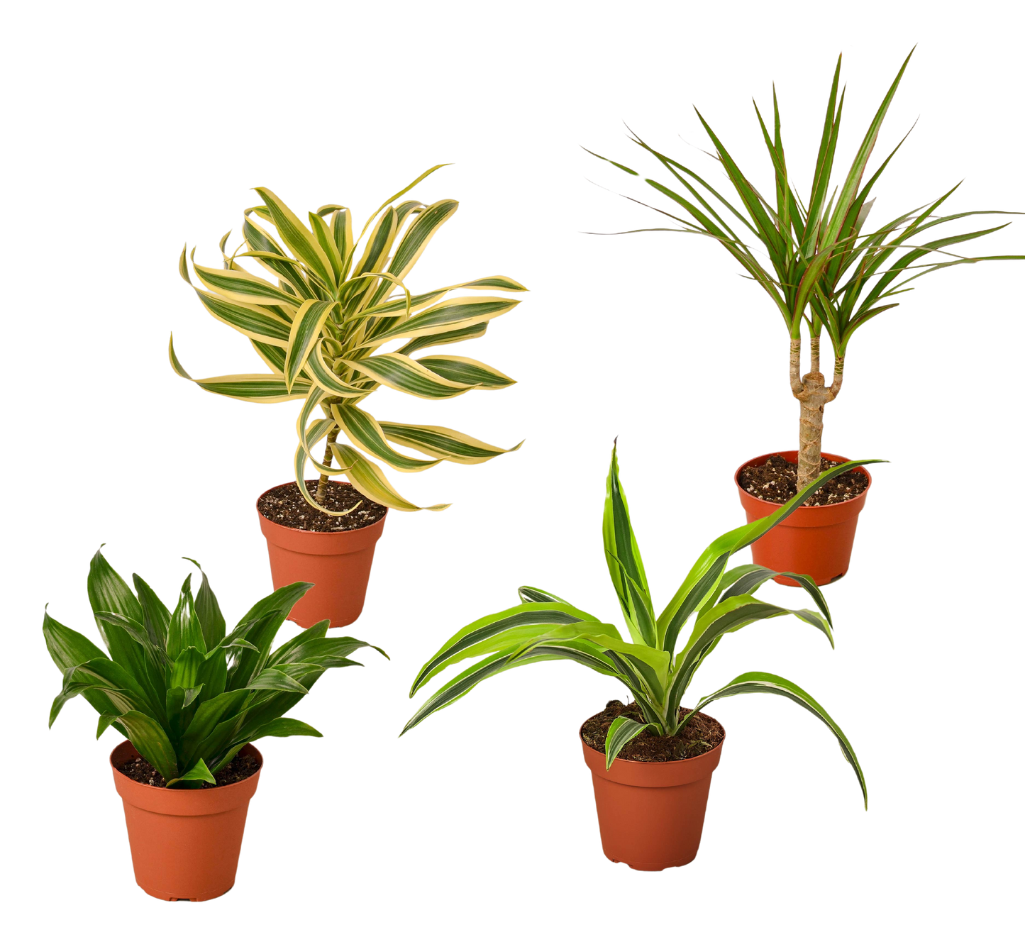 4 Different Dracaenas Variety Pack 4" Pot