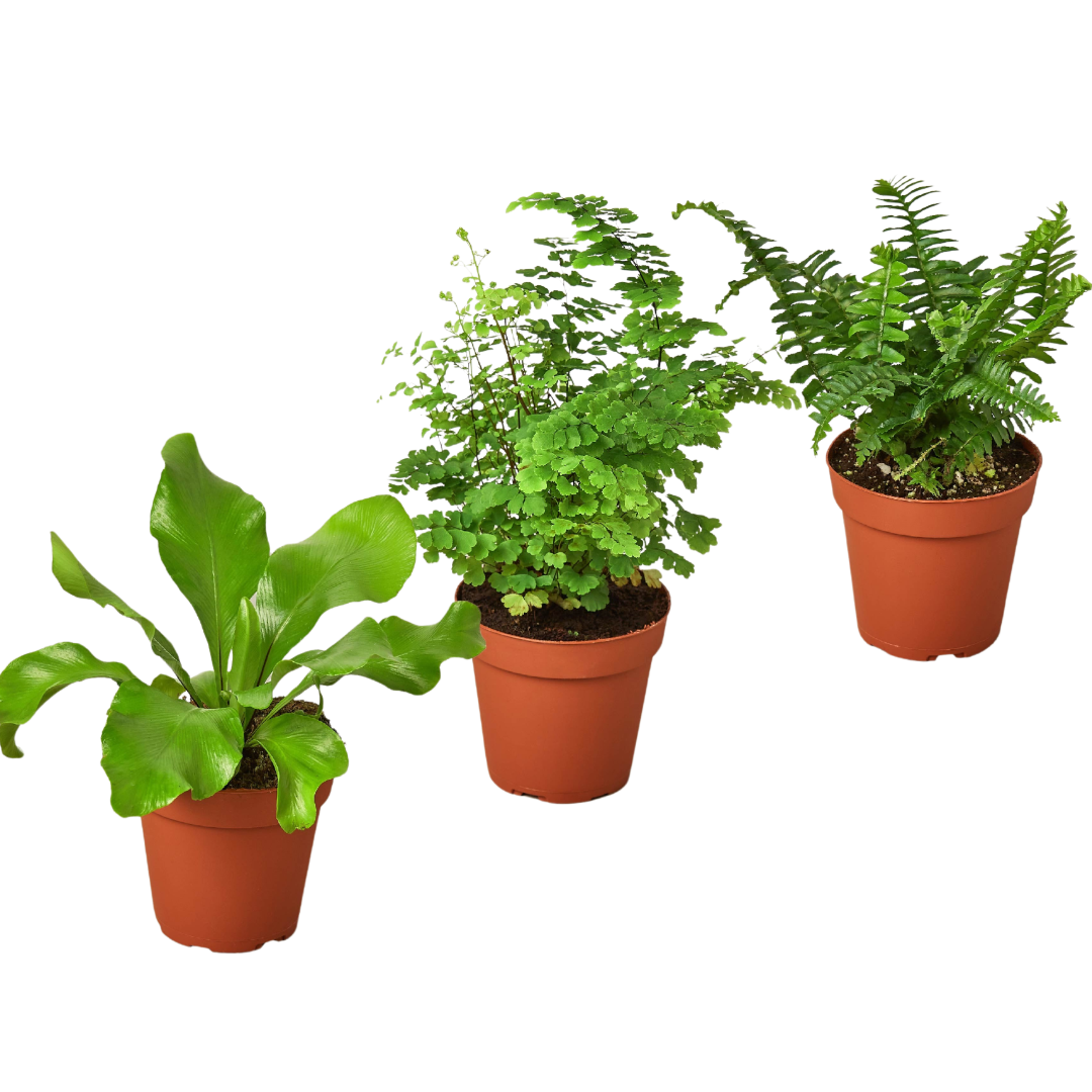 3 Fern Variety Pack 4" Pot