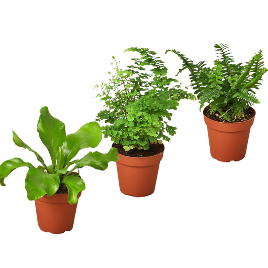 3 Fern Variety Pack 4" Pot