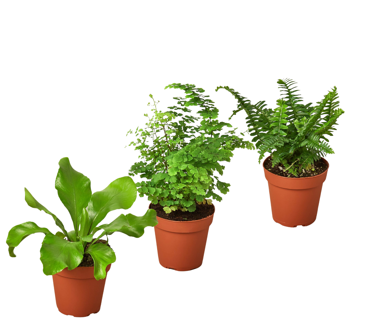 3 Fern Variety Pack 4" Pot