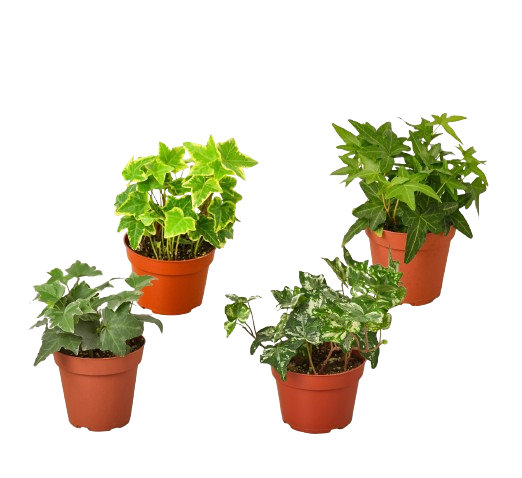 4 Different English Ivy Plants  4" Pots