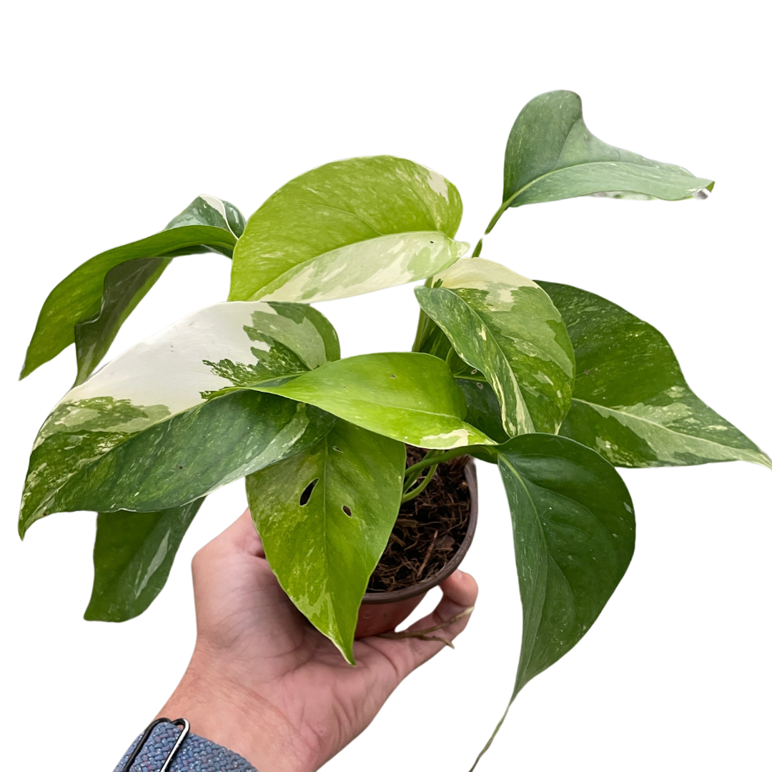 Pothos 'Albo Variegata'