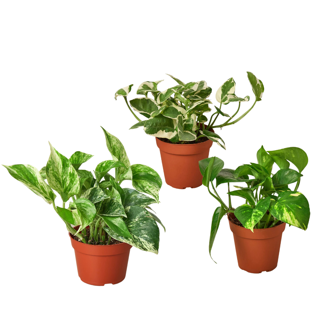 3 Pothos Variety Pack 4" Pot