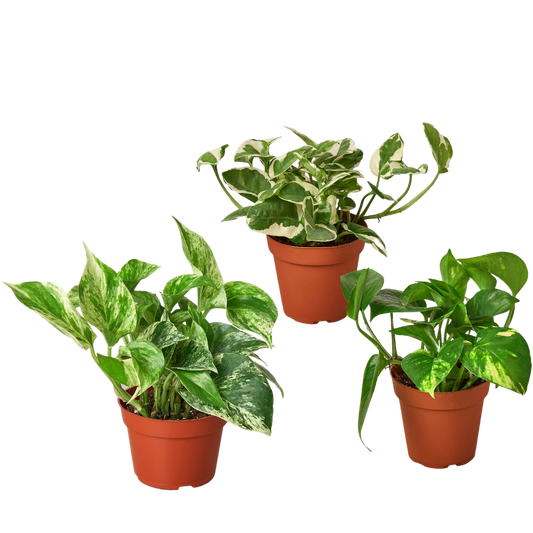 3 Pothos Variety Pack 4" Pot