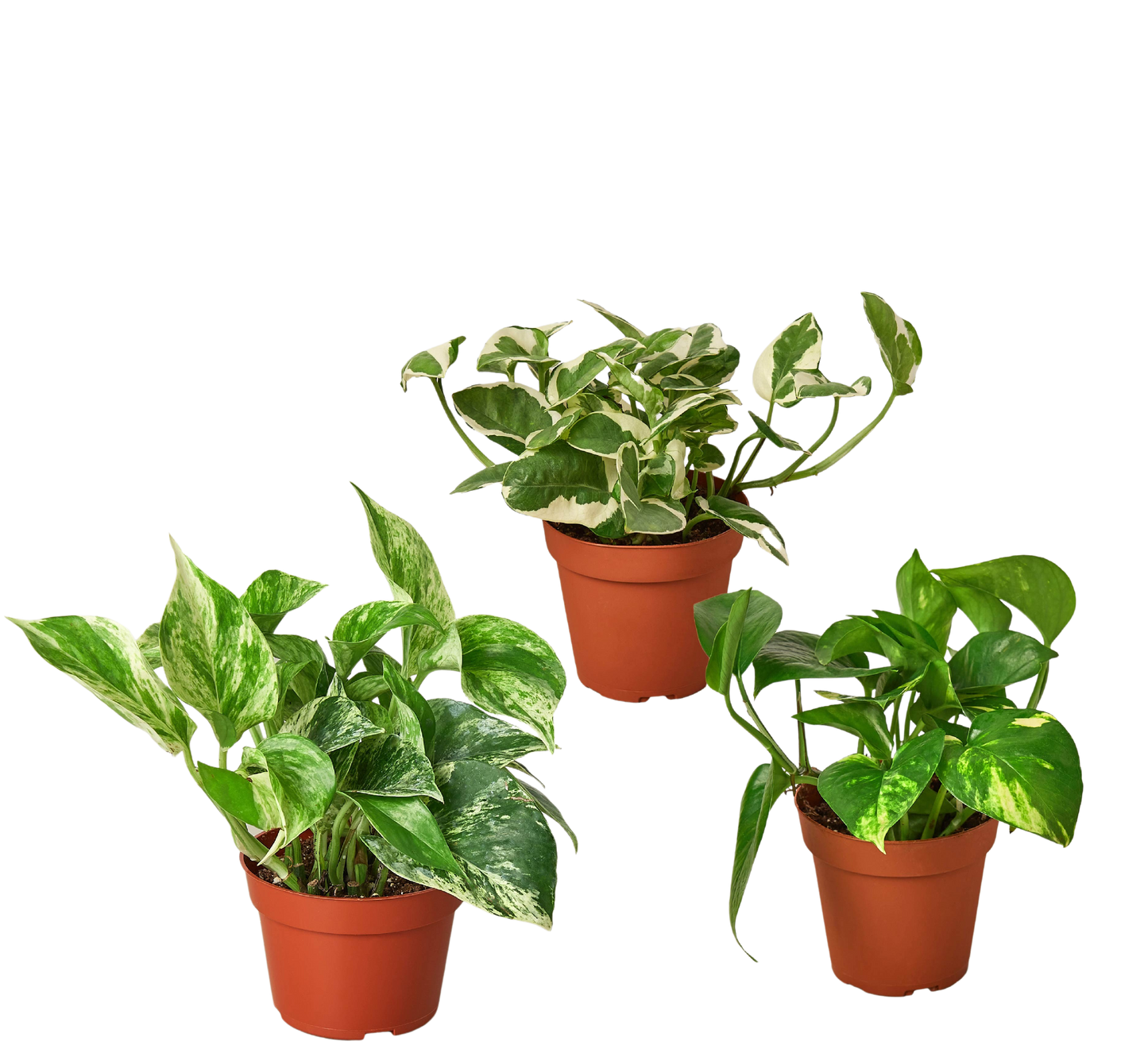 3 Pothos Variety Pack 4" Pot