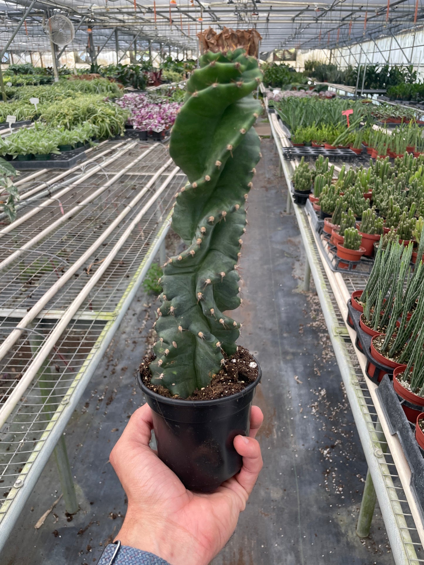 Spiral Cactus Cereus forbesii 'Spiralis'