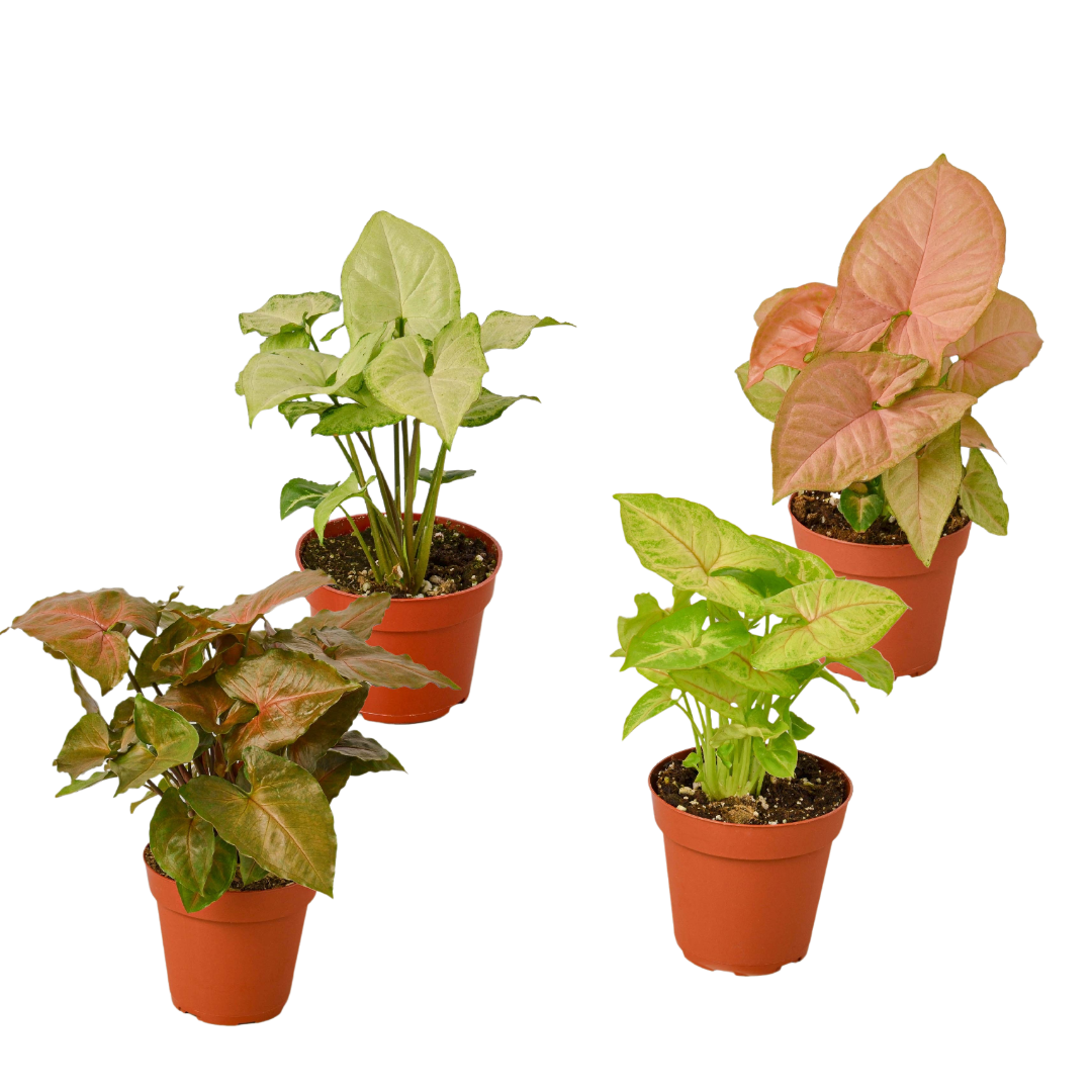 4 Different Syngonium Plants - Arrowhead Plants 4" Pots