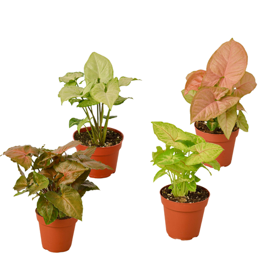 4 Different Syngonium Plants - Arrowhead Plants 4" Pots