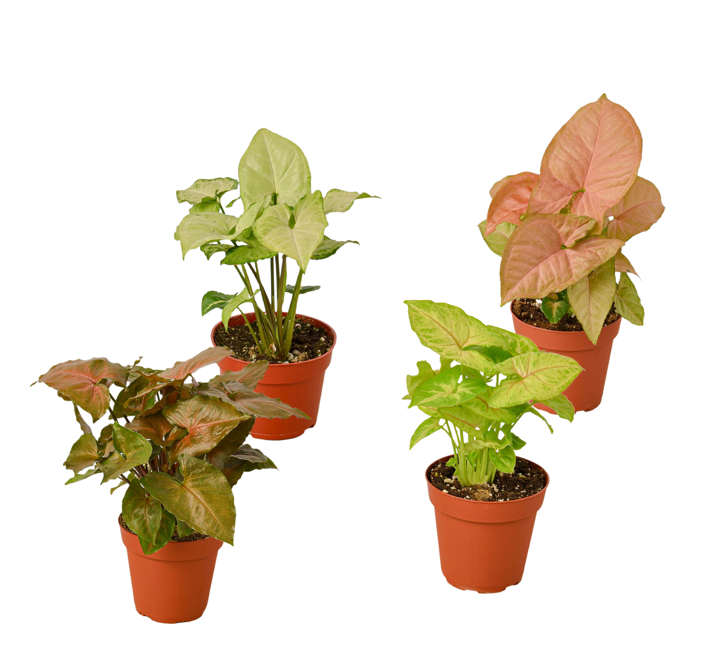 4 Different Syngonium Plants - Arrowhead Plants 4" Pots