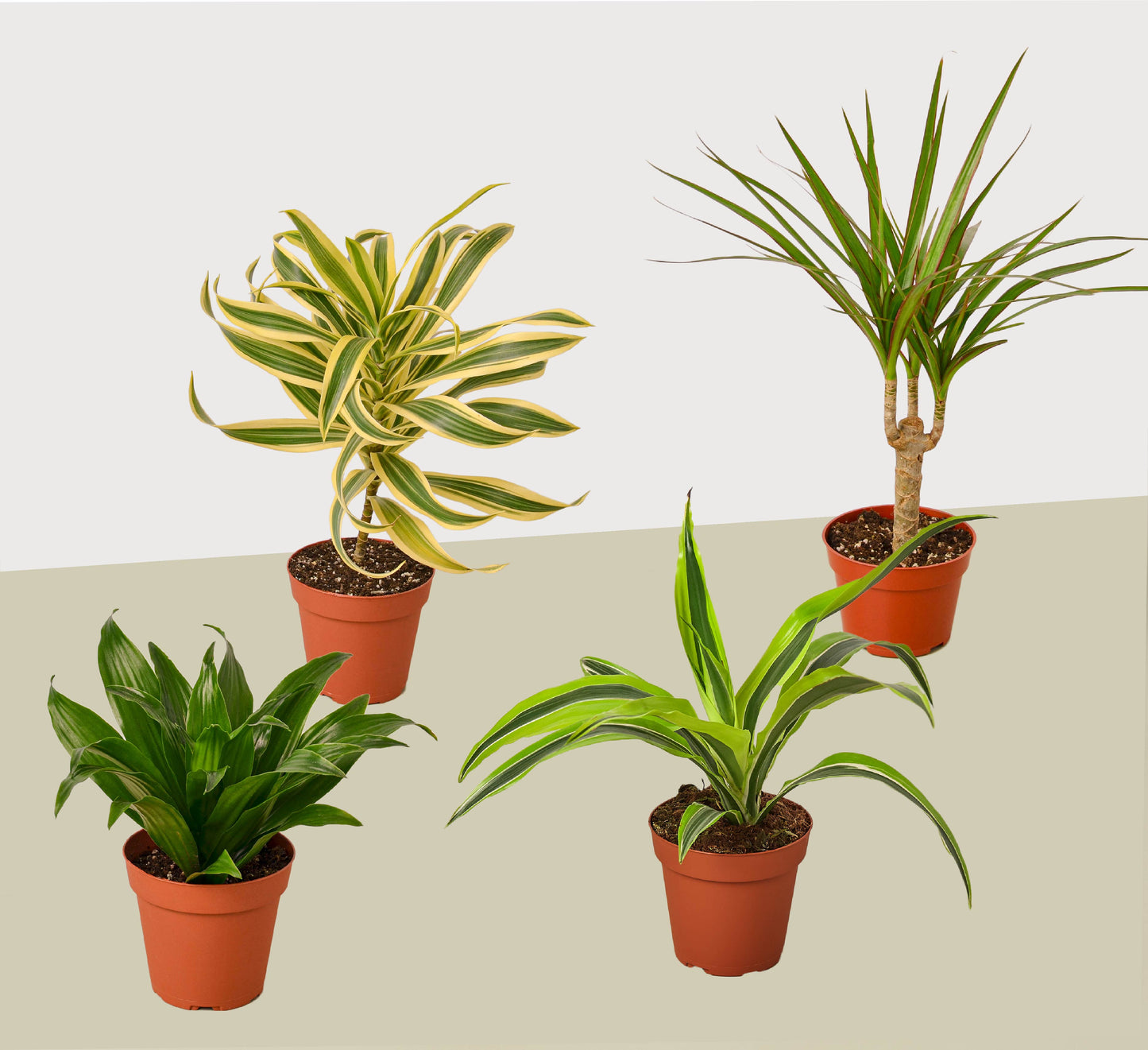 4 Different Dracaenas Variety Pack 4" Pot