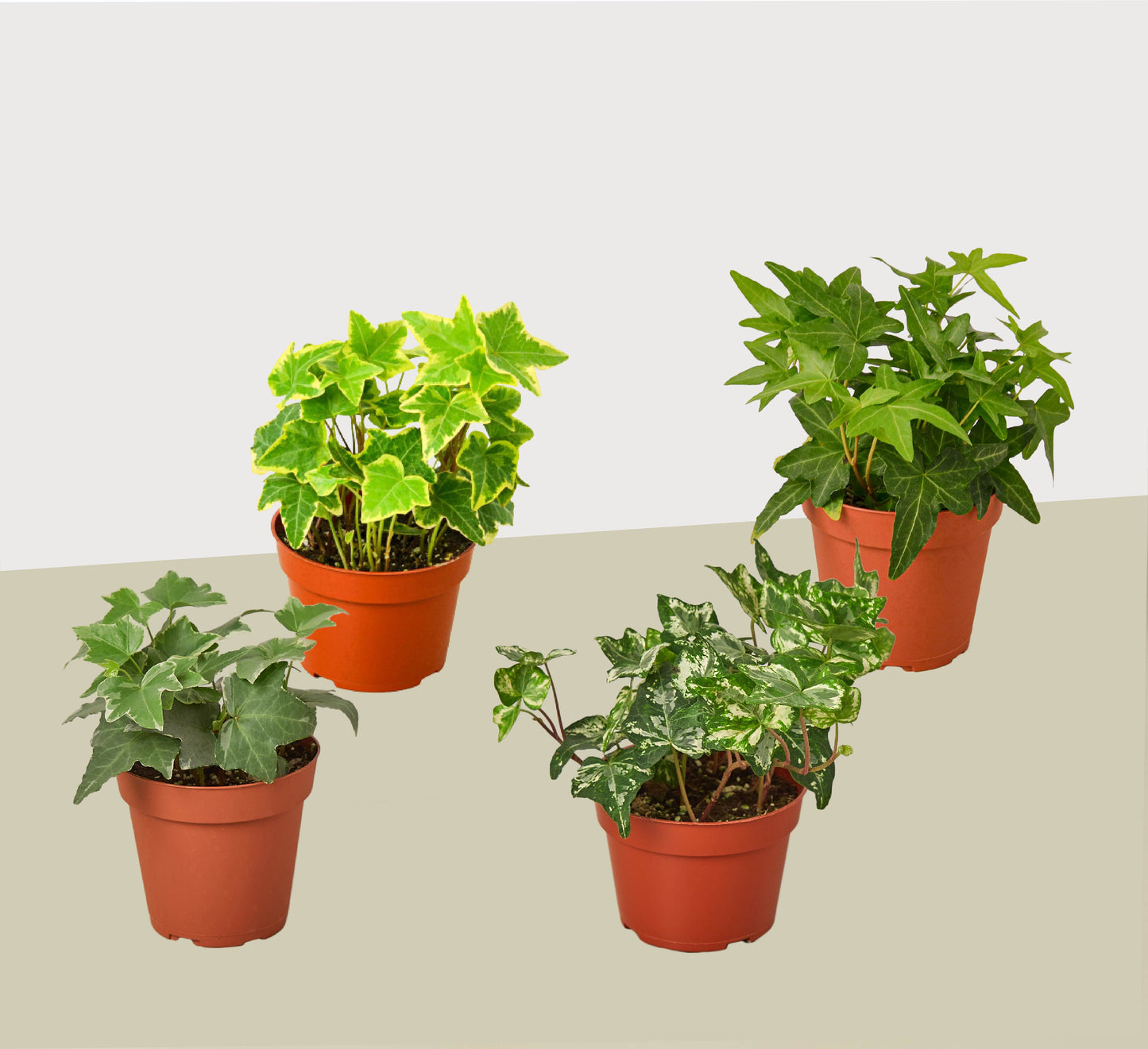 4 Different English Ivy Plants  4" Pots