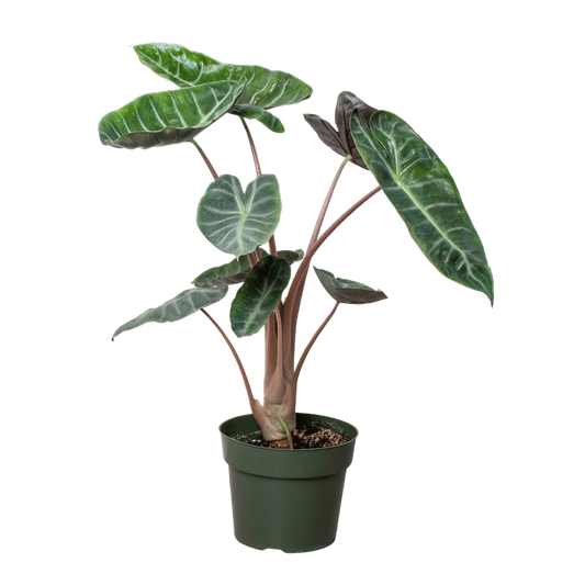 Alocasia Pink Dragon