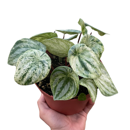 Peperomia 'Watermelon Variegated'