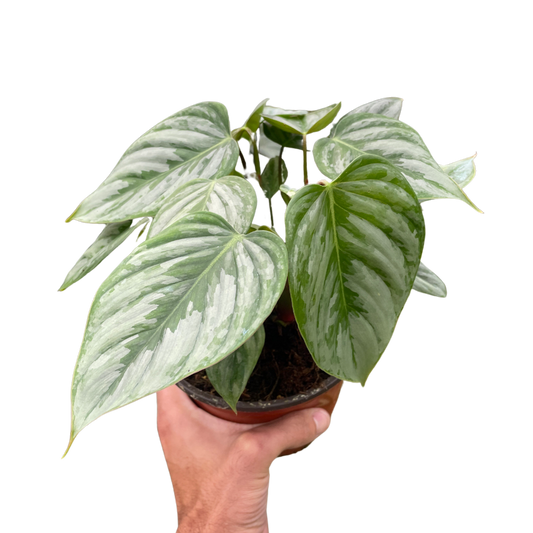 Philodendron 'Sodiroi'