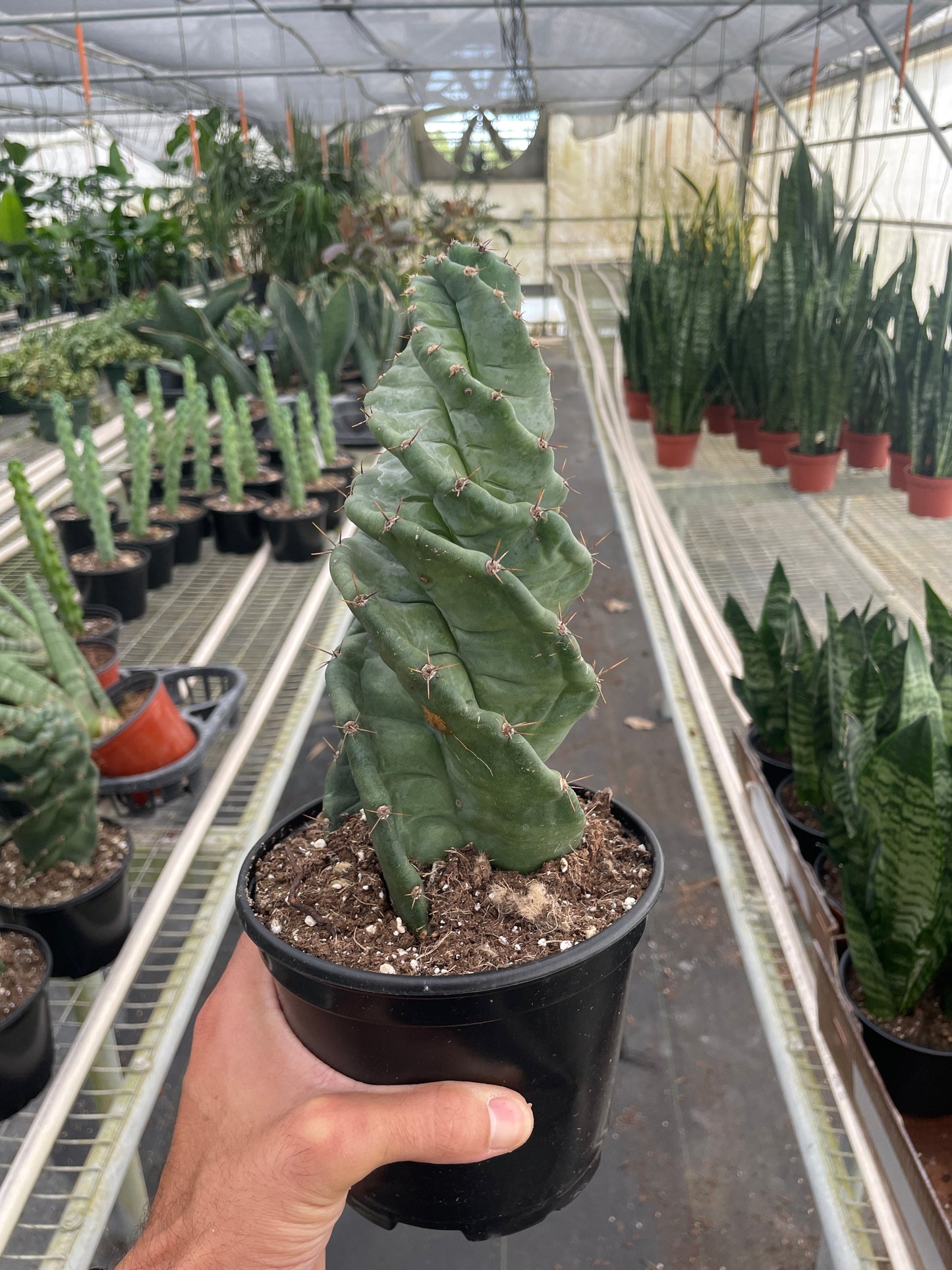 Spiral Cactus Cereus forbesii 'Spiralis'