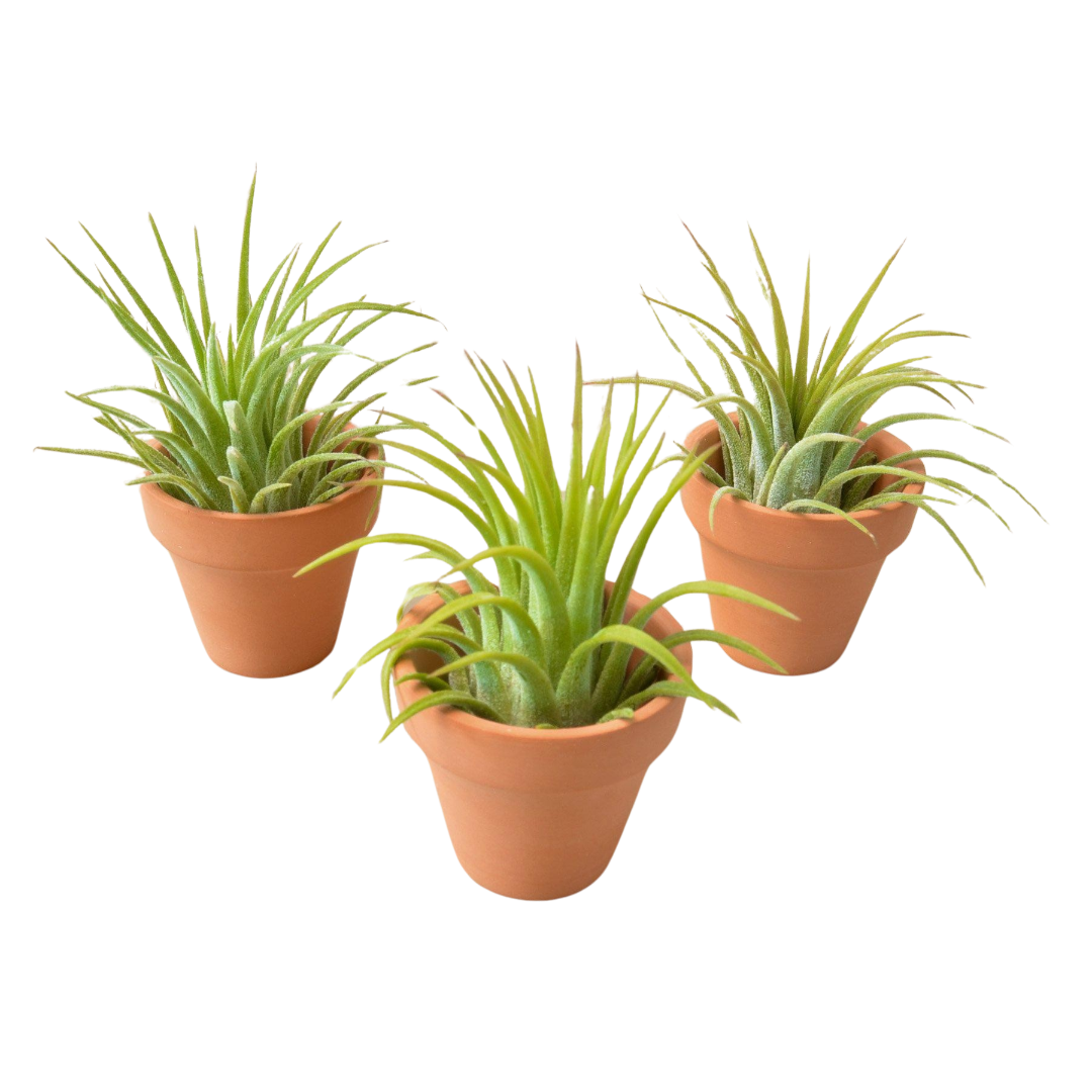 3 Ionantha Air Plants with Minni Terre Cotta Pots