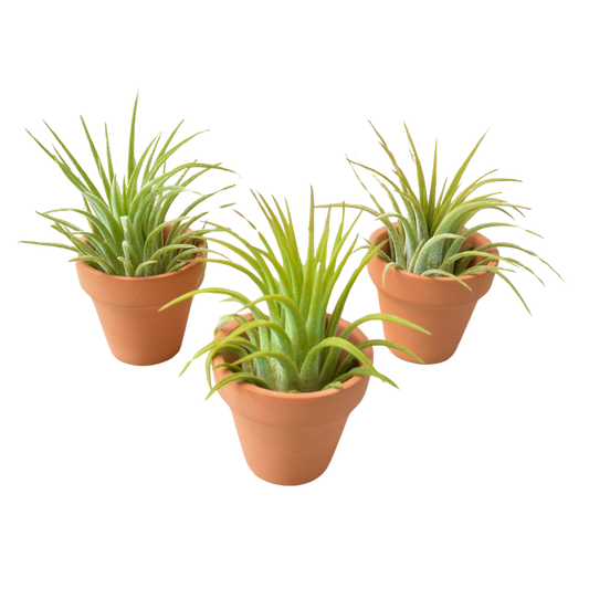 3 Ionantha Air Plants with Minni Terre Cotta Pots