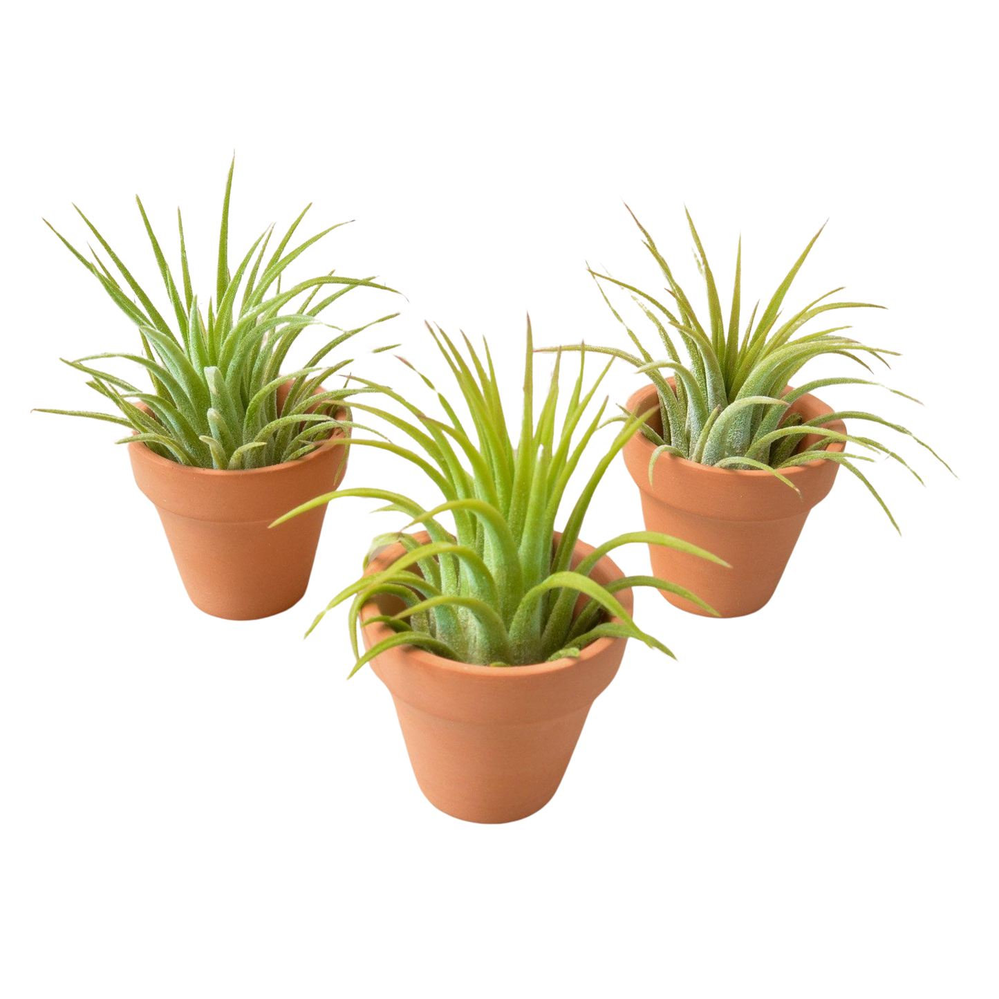 3 Ionantha Air Plants with Minni Terre Cotta Pots