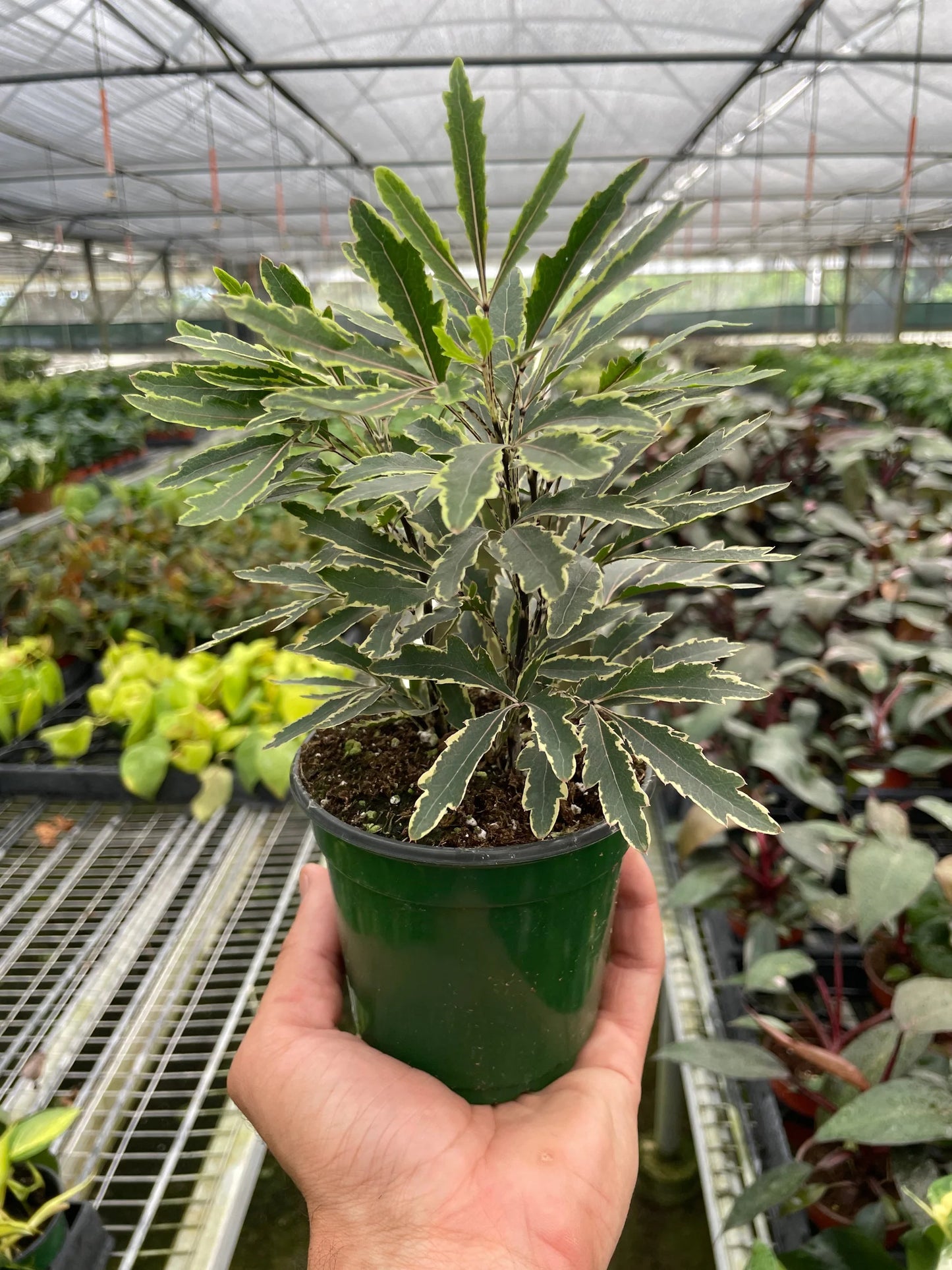 Aralia 'Bianca' 3 in Pot