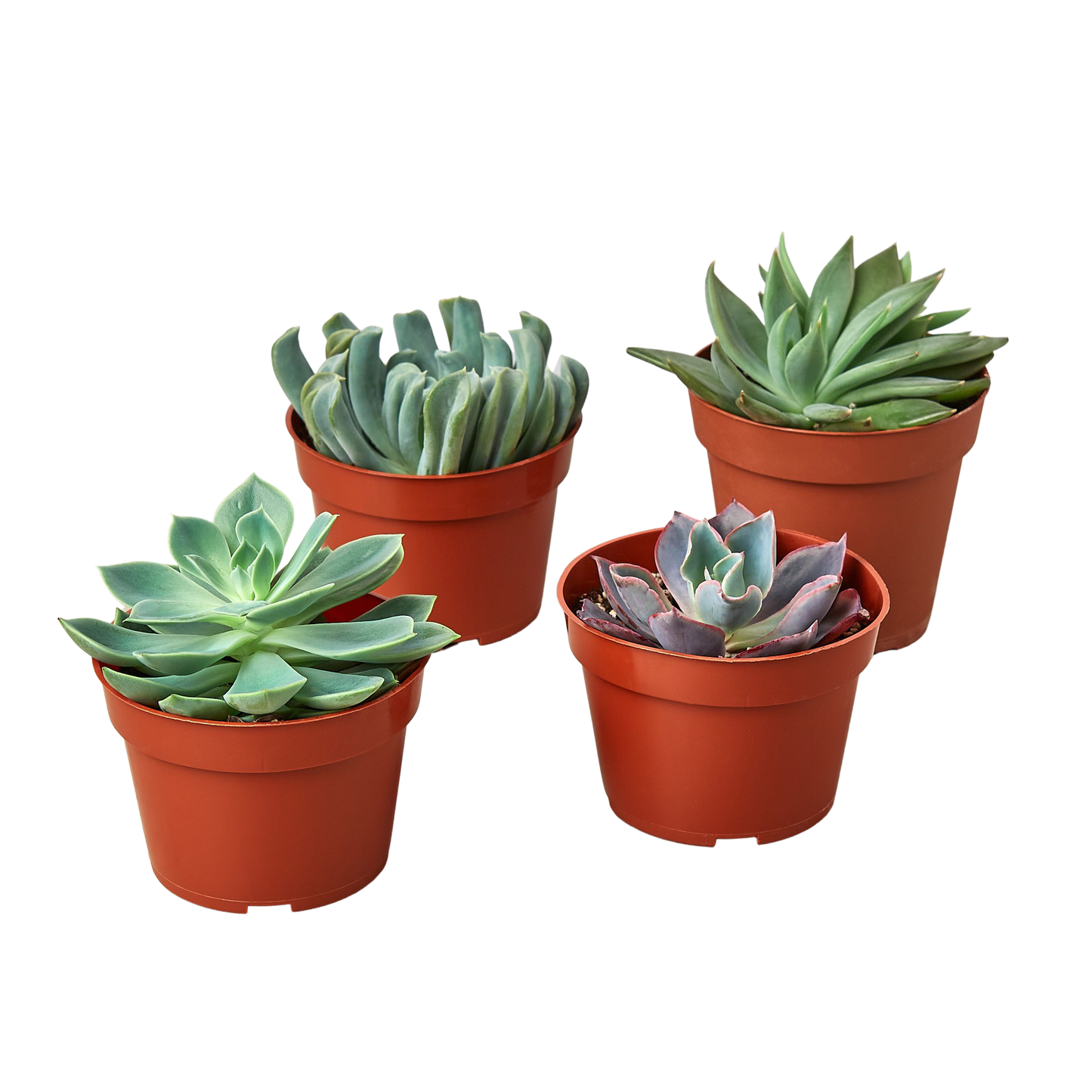 4 Echeveria Succulent Variety Pack 4.0" Pot