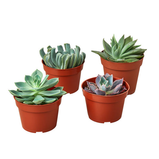 4 Echeveria Succulent Variety Pack 4.0" Pot